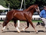 Goldhills Gingersnap